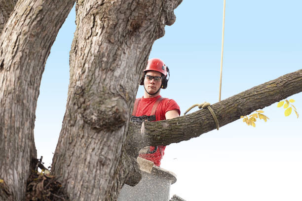 Tree and Shrub Care in Mount Hope, NJ